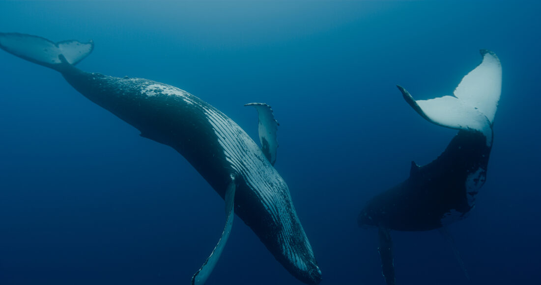 Na zdjęciu dwa wieloryby w wodzie.